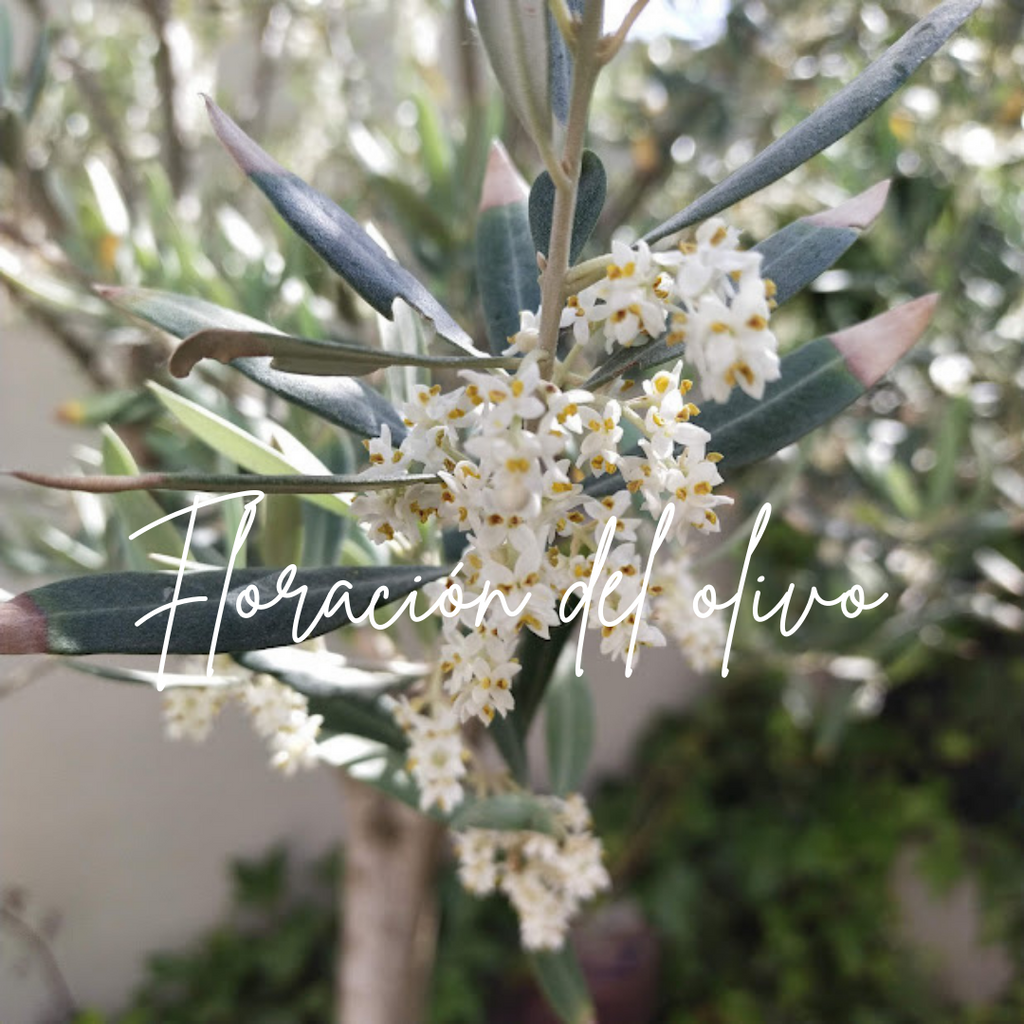 Curiosidades de la flor del olivo