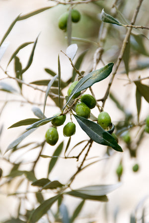 aceite de oliva extra virgen español de alta calidad